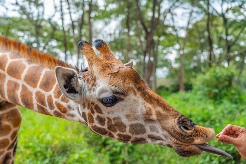Africa in Full Color: Wildlife, Culture, Adventure & Natural Beauty